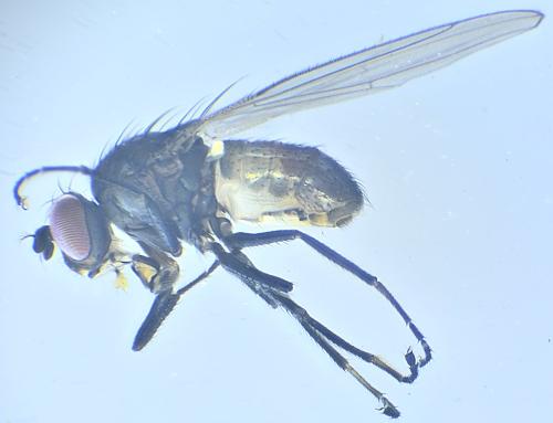 Réf. 342 412 : Hydrellia griseola